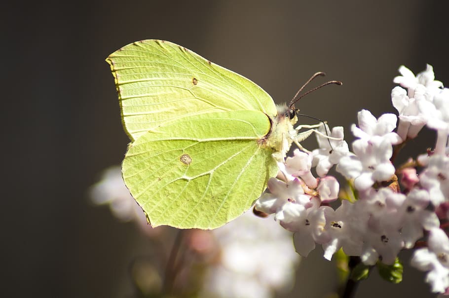 Butterfly, Macro, Nature, Spring, green, insect, natural, flower HD wallpaper