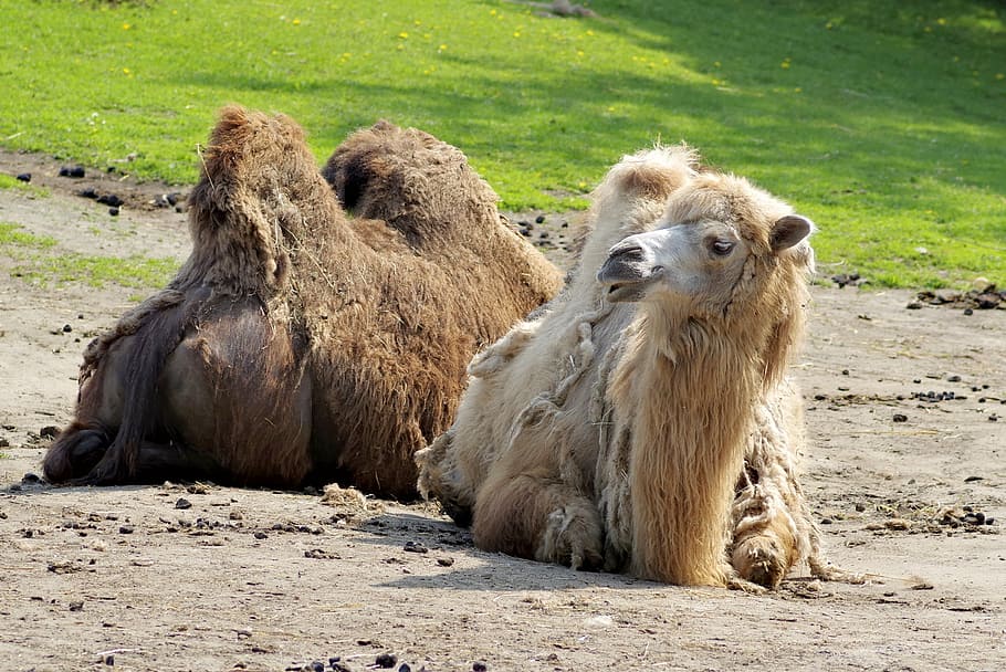 camel, animal, brown, grass, pasture land, green, mammal, nature HD wallpaper