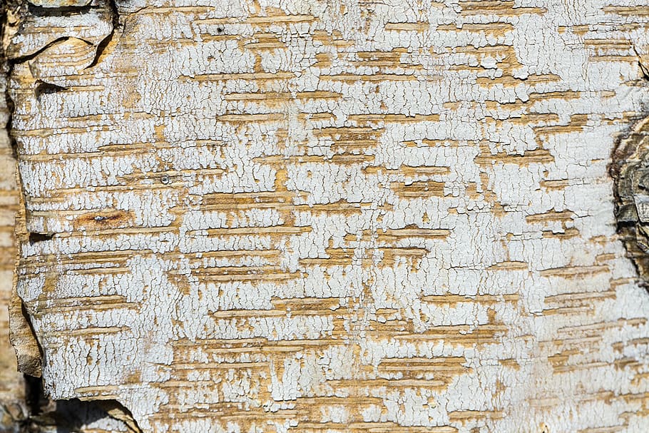 texture, bark, tree, nature, patterns, grooves, cracked, grain HD wallpaper