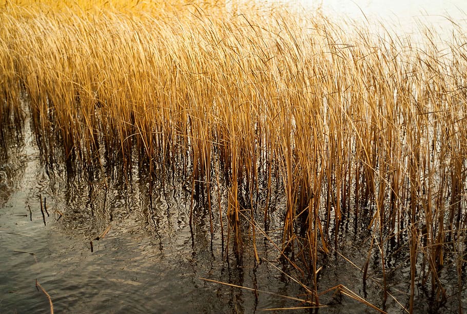 brown plant on body of water, yellow field, grass, pond, nature HD wallpaper