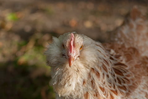 hen, backyard, look, close-up, nature, animal, gallinacées HD wallpaper