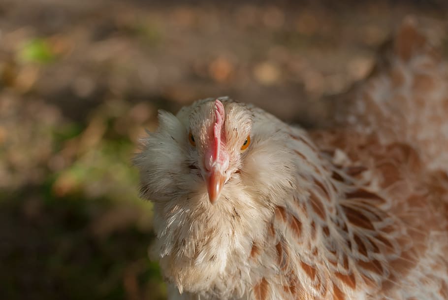 hen, backyard, look, close-up, nature, animal, gallinacées HD wallpaper