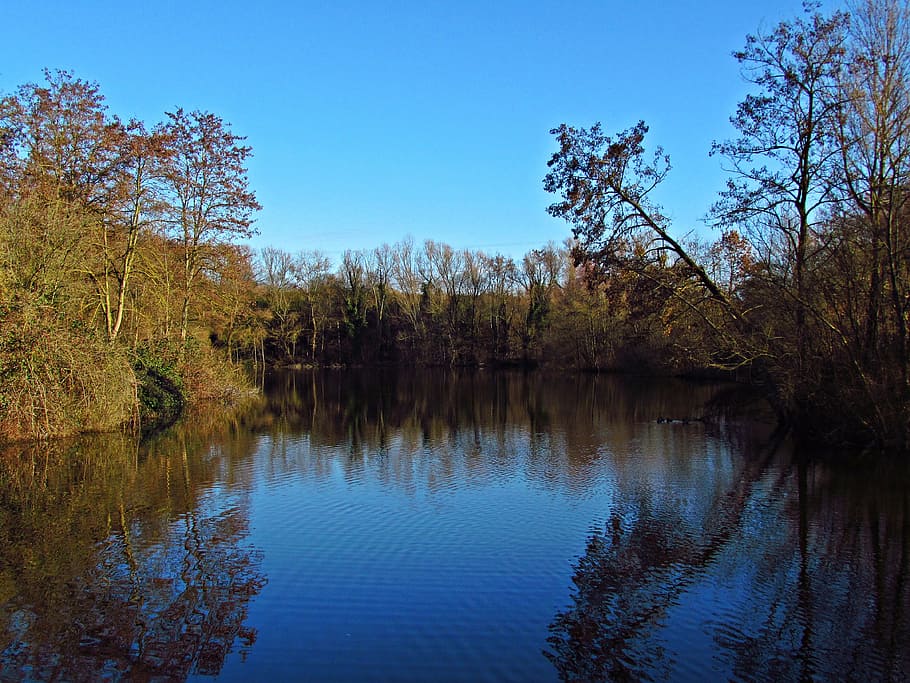 pond, forest, tree, the bushes, water, nature, landscape, clouds HD wallpaper