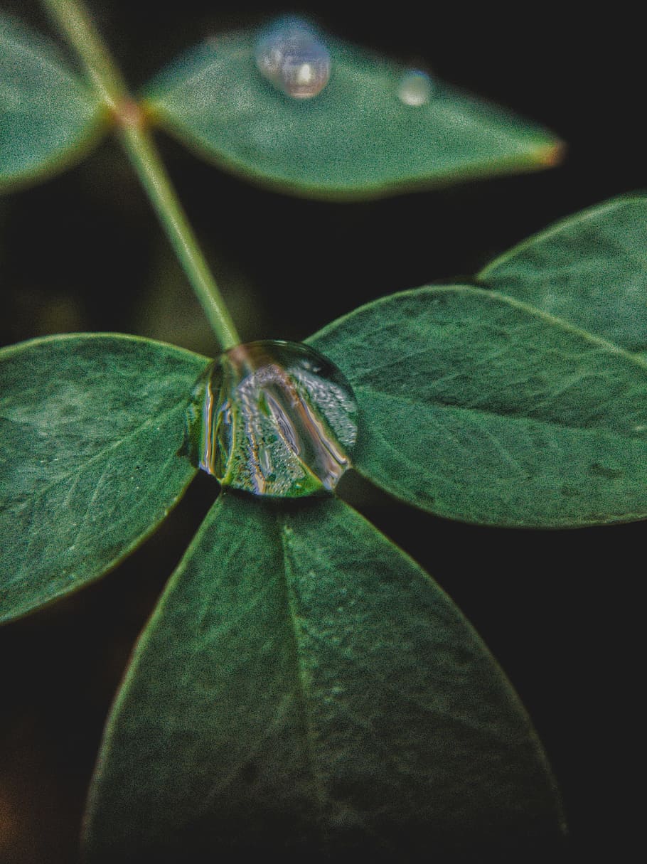 leaf, nature, droplet, wow, essential oils, green, plant part HD wallpaper