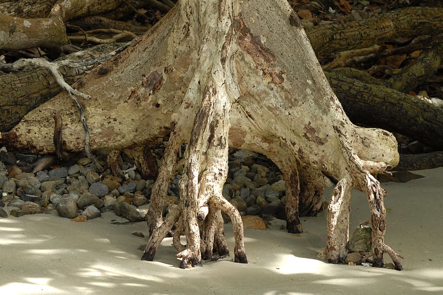 root, bank, mangrove, tree, rock, rock - object, no people HD wallpaper