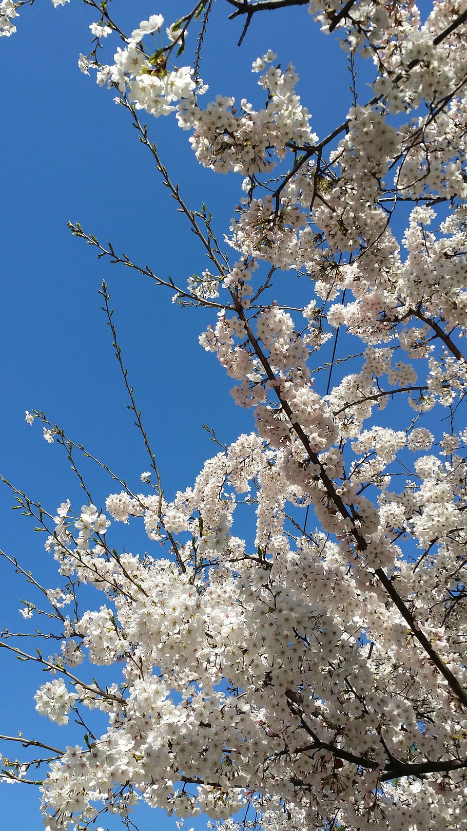 Cherry Blossom, Cherry Tree, Tree, Spring, spring flowers, sakura HD wallpaper