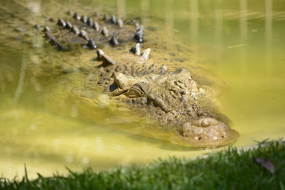 brown alligator, crocodile in water, grass, wild, lake, animal themes HD wallpaper