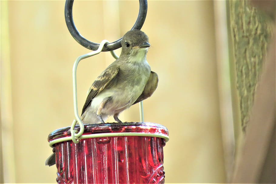 bird, tan, brown, red feeder, cute, wildlife, animal wildlife HD wallpaper
