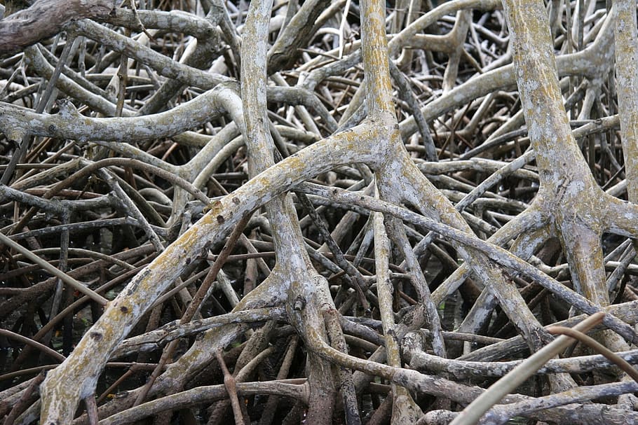 closeup photo of gray trunk lot, mangrove, root, martinique HD wallpaper