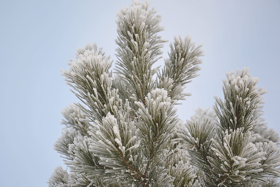 Pine, Winter, Snow, Forest, Tree, winter forest, nature, cold HD wallpaper