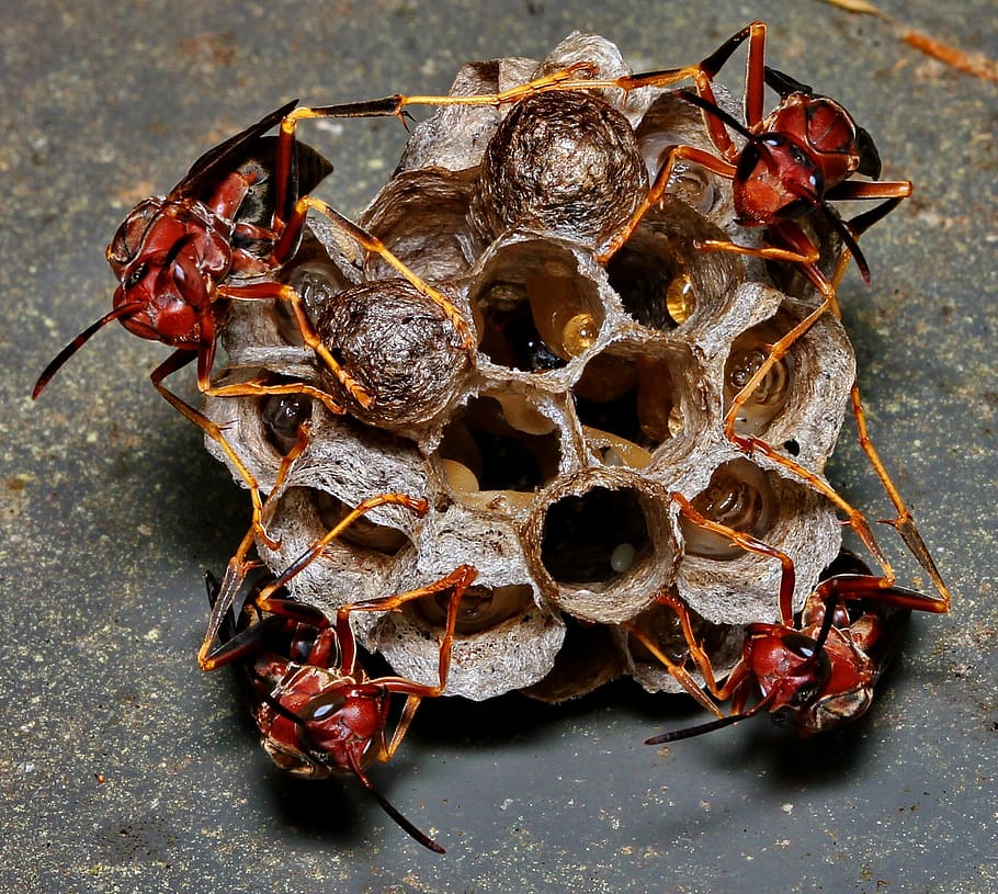 wasp, nest, eggs, macro, hive, larvae, family, insect, colony HD wallpaper
