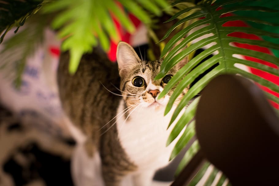 brown and white cat looking at the leaves, pet, animal, domestic HD wallpaper