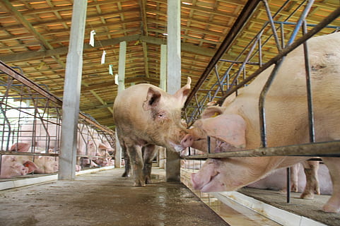 a pig, artificial insemination, brawler, sergipe, brazil, animal HD wallpaper