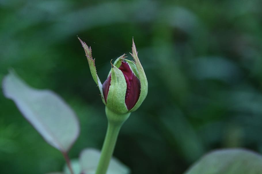 rosebud, plant, flower, floral, green, growth, close-up, green color