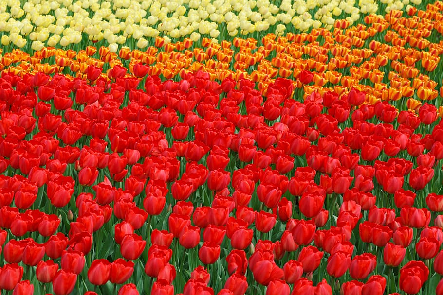 beautiful, flower, bed, bloom, blossoms, color, colorful, flora HD wallpaper