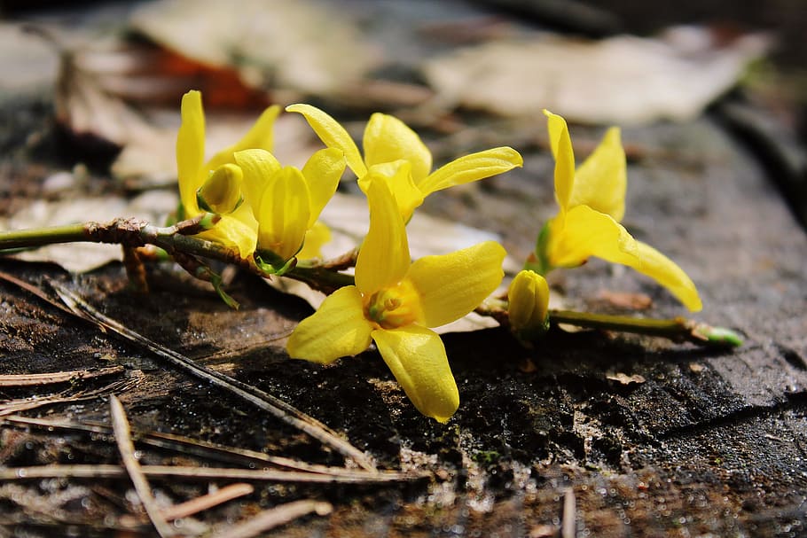 4 Petal Yellow Flower Bush Best Flower Site