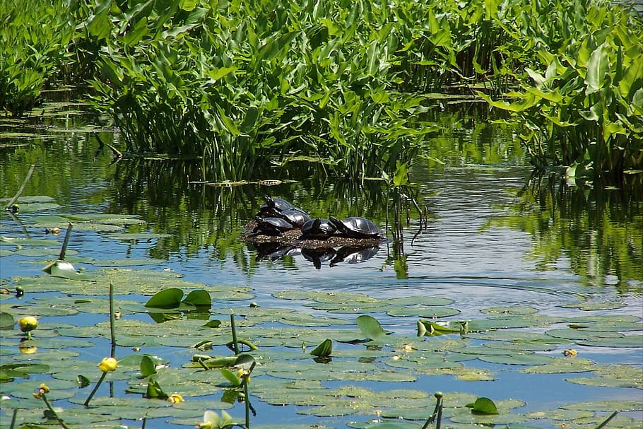 Painted Turtles, Marsh, Turtle, Reptile, nature, water, wetland HD wallpaper