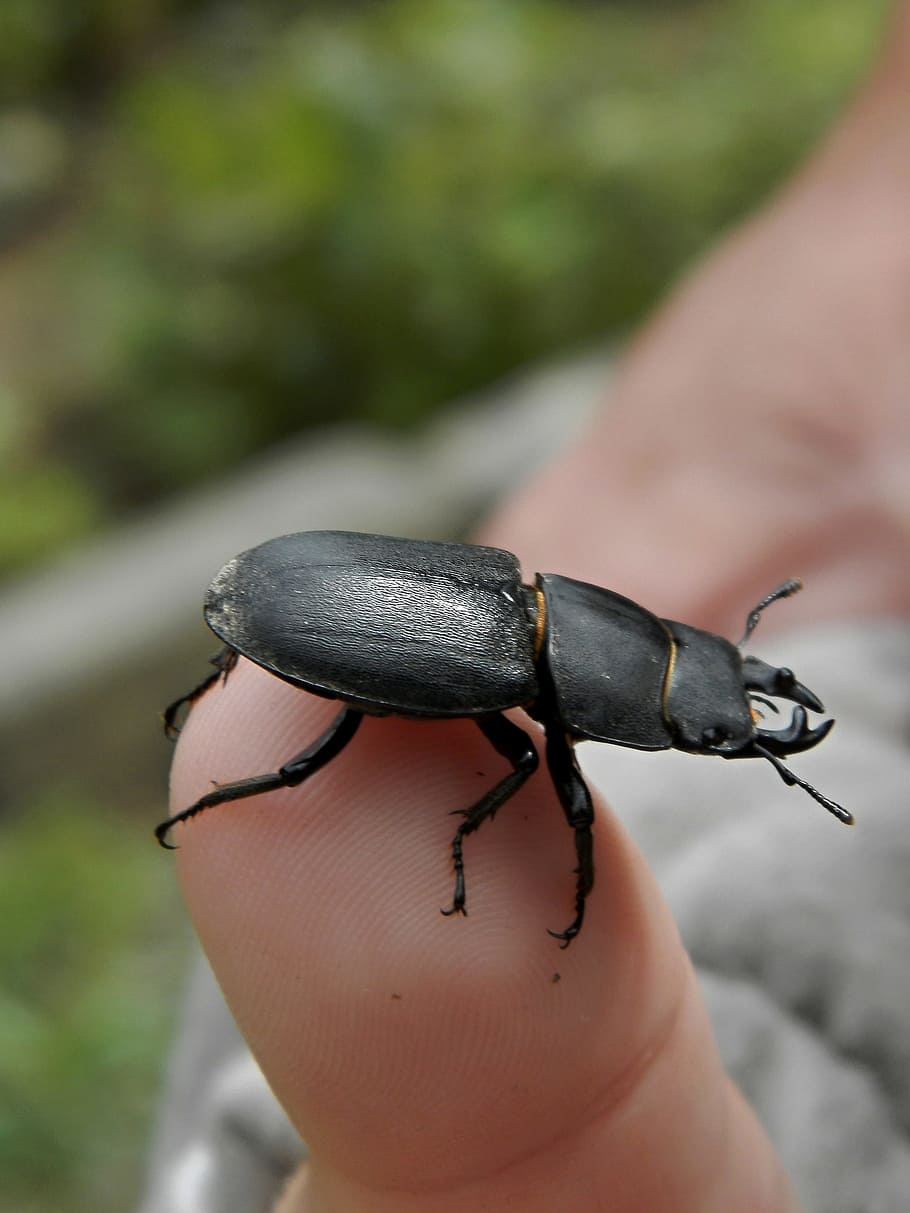 beetle, finger, hand, human hand, human body part, one person HD wallpaper