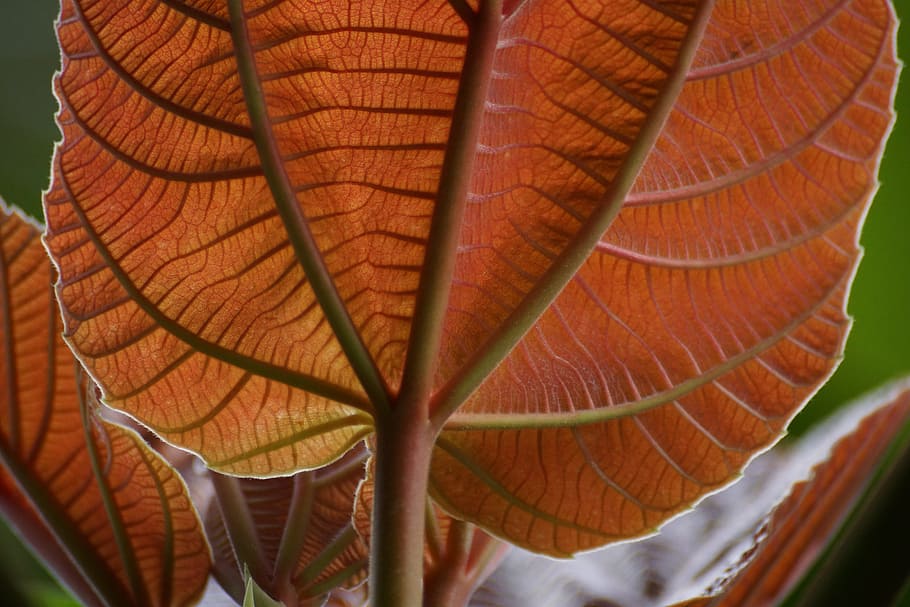 backlit, leaves, macro, close-up, no people, leaf, nature, plant part HD wallpaper