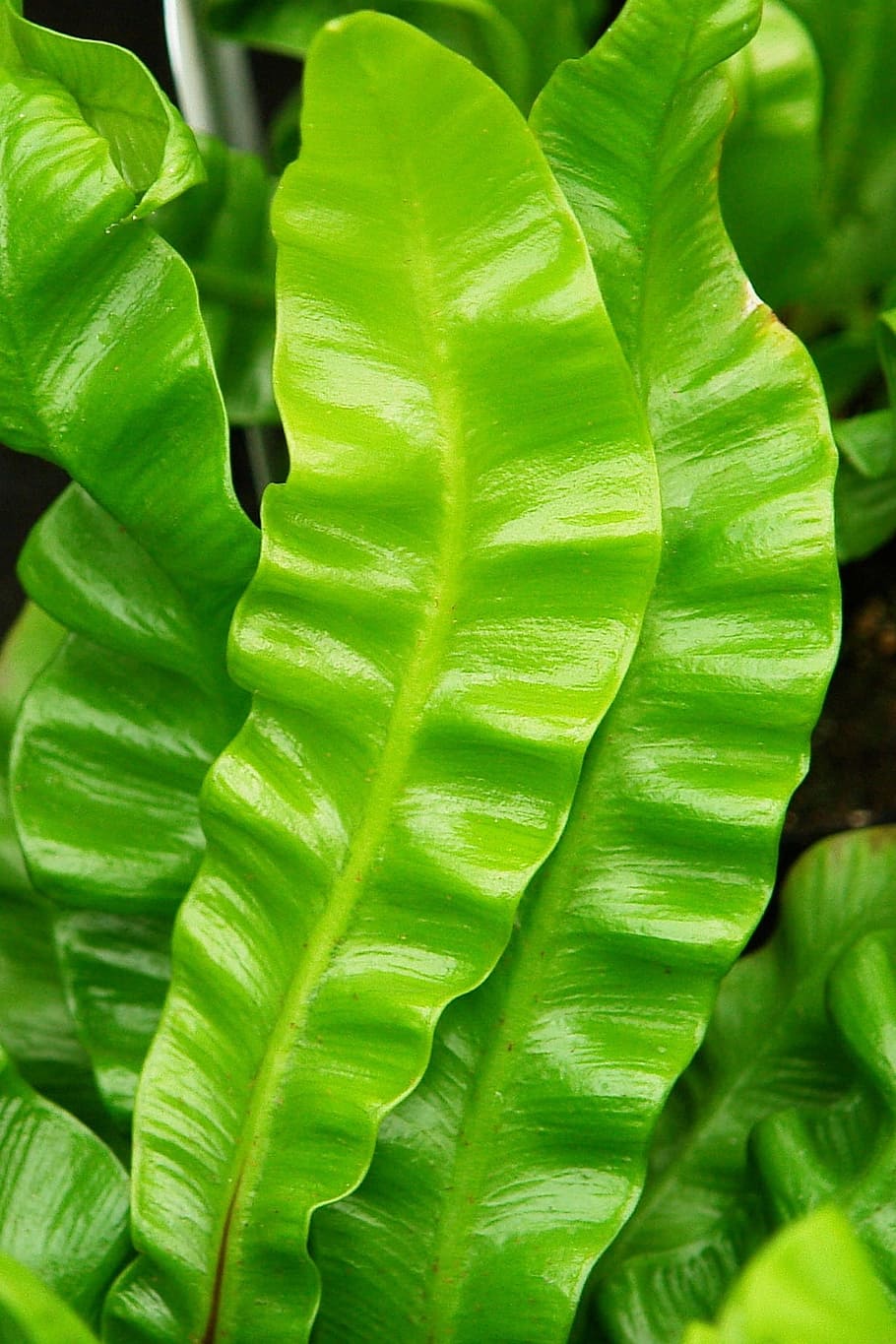 asplenium, fern, plant, green color, plant part, leaf, close-up HD wallpaper