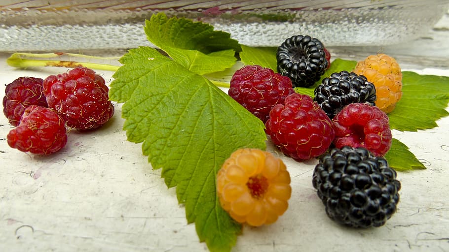 raspberry, still life, food and drink, berry fruit, freshness HD wallpaper