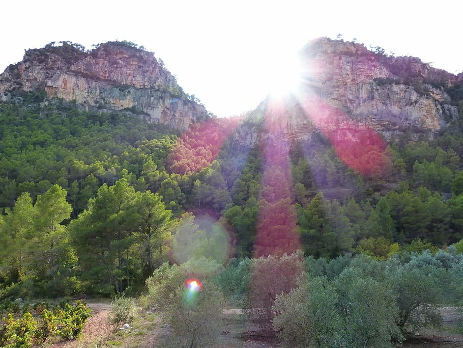 sunset, mountains, forest, landscape, olive trees, priorat HD wallpaper