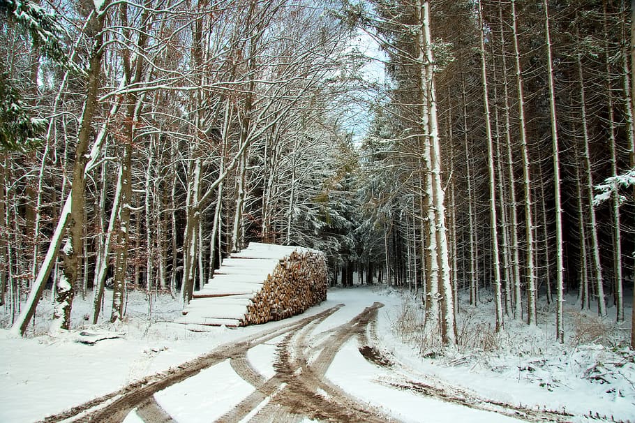 germany, bavaria, snow, winter, tracks, trail, path, forest HD wallpaper