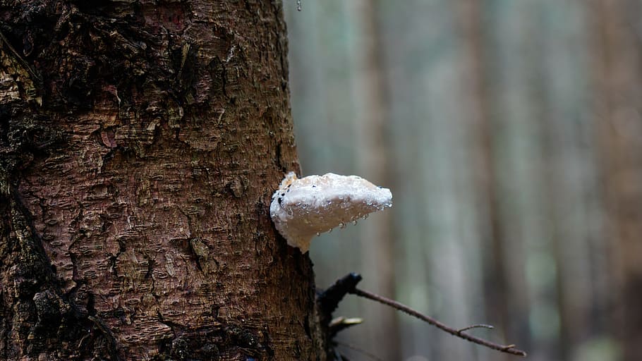 fungus, tree, mushroom, bark, rain, water, droplets, nature HD wallpaper