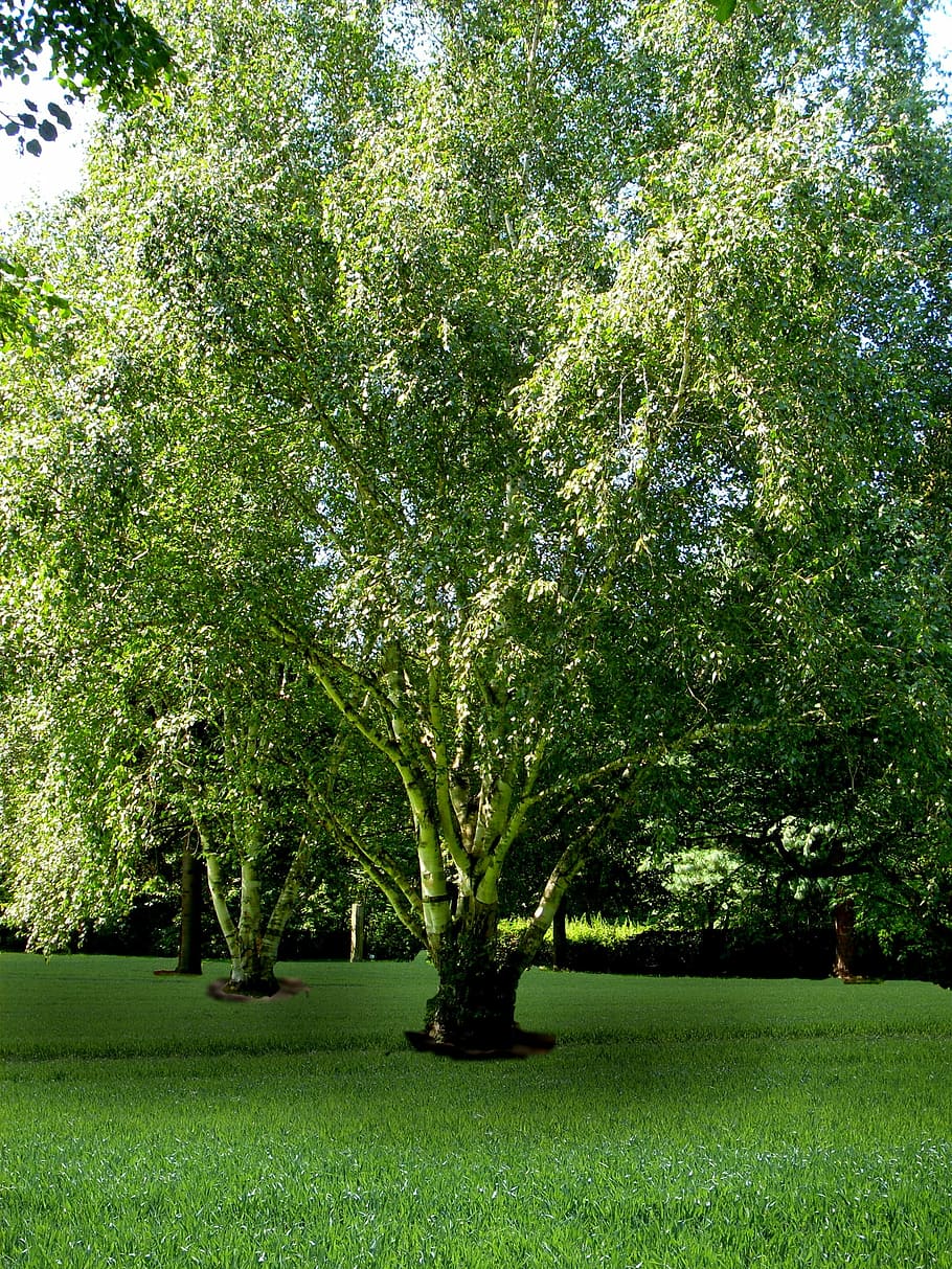 leaves, nature, tree, green, castle park, plant, growth, green color HD wallpaper