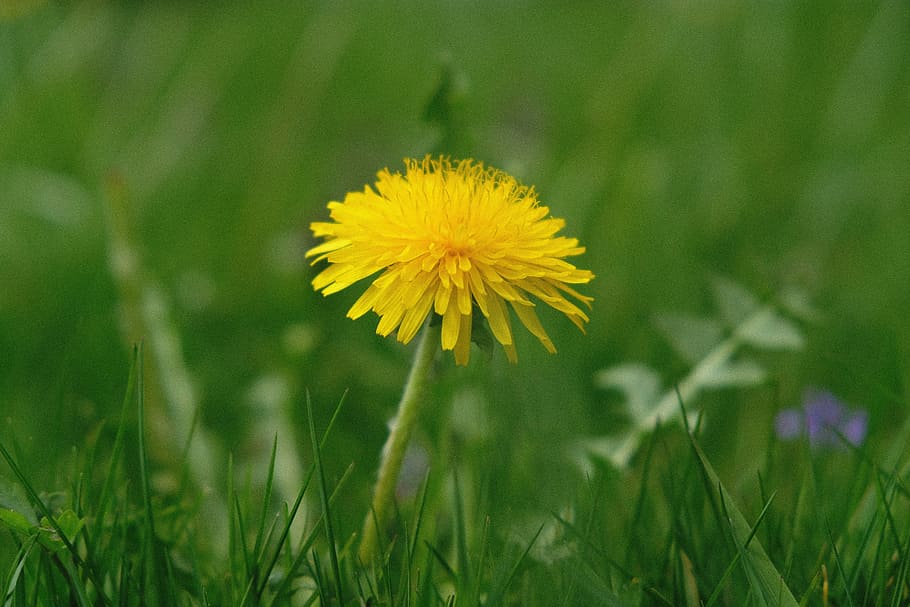 grass, nature, meadow, summer, field, dandelion, flower, plant HD wallpaper