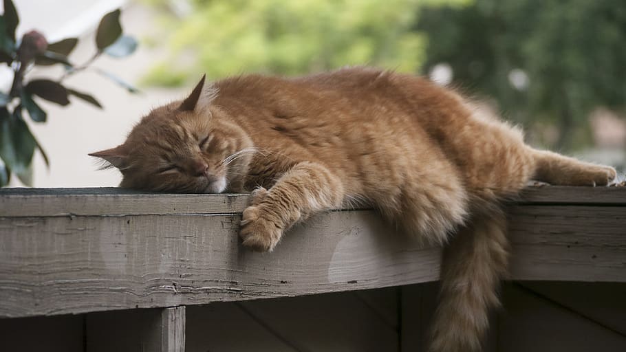 orange tabby cat on brown wooden railing, sleep, lazy, pet, cute, HD wallpaper