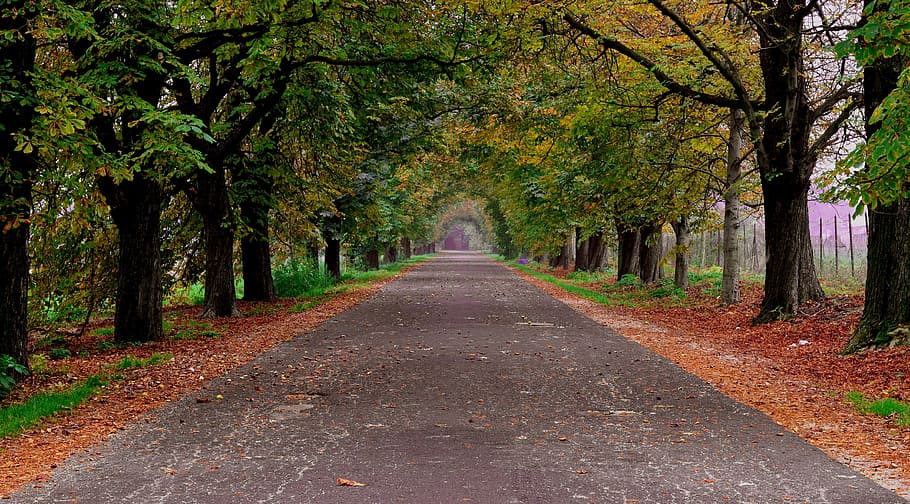 Road, Trees, Forest, Nature, autumn, avar, alley, the way forward HD wallpaper