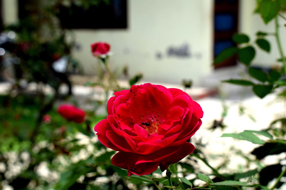 720x1280px Free Download Hd Wallpaper Nature Red Rose