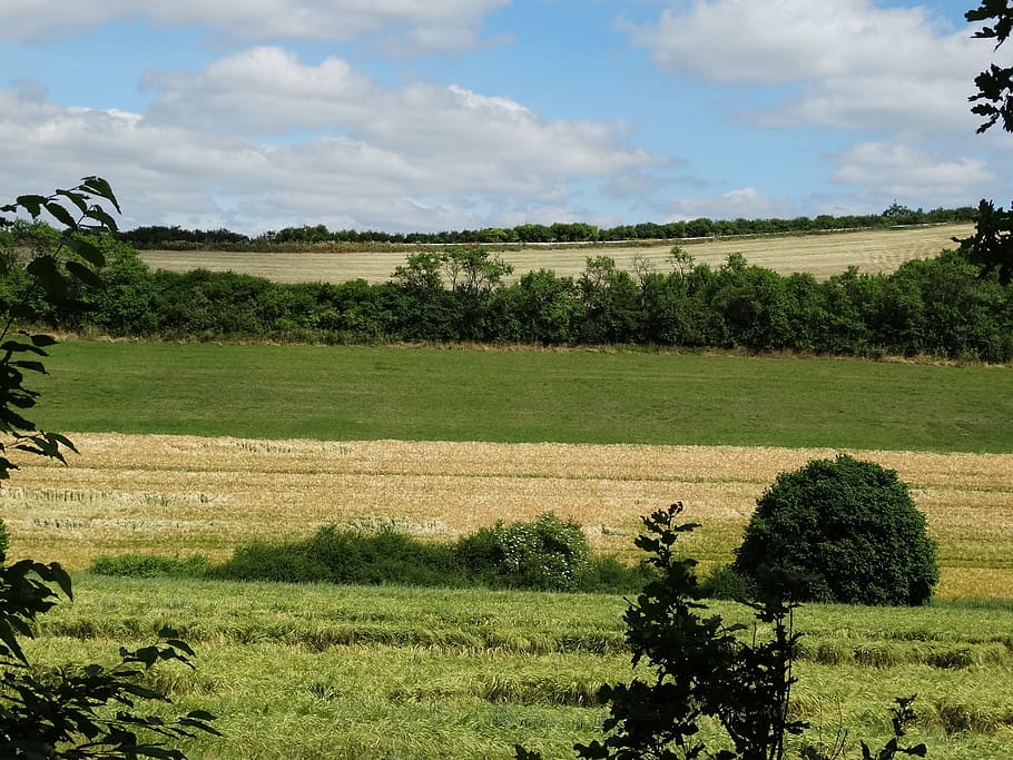 fields, landscape, nature, arable, agriculture, plant, tree HD wallpaper
