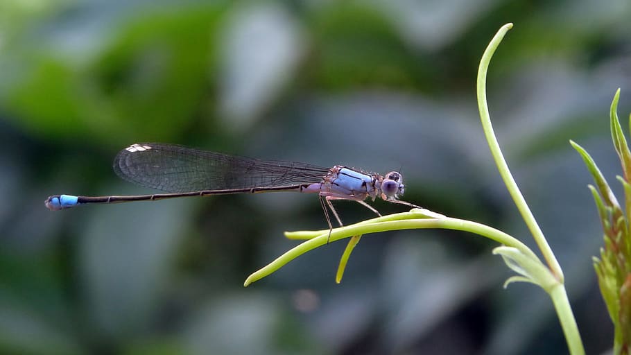 dragonfly, insect, bug, summer, spring, nature, 2017, invertebrate HD wallpaper