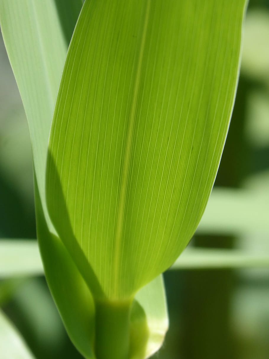 american cane, leaf, detail, translucent, texture, plant geometry HD wallpaper