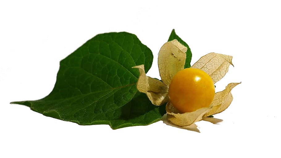 Physalis, Cape Gooseberry, Fruit, Orange, healthy, vitamins HD wallpaper