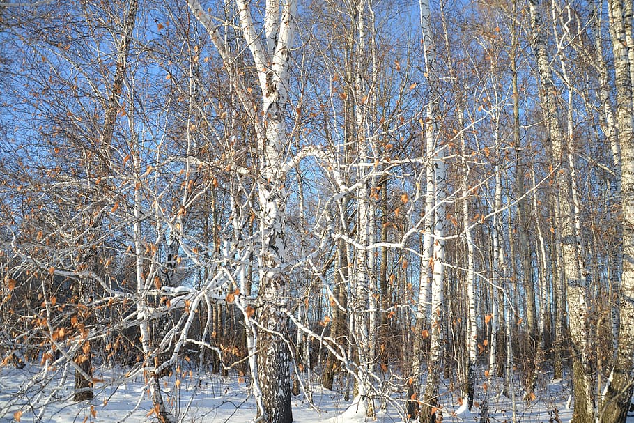 Birch, Forest, Nature, Trees, living nature, trunk, frost, branch HD wallpaper
