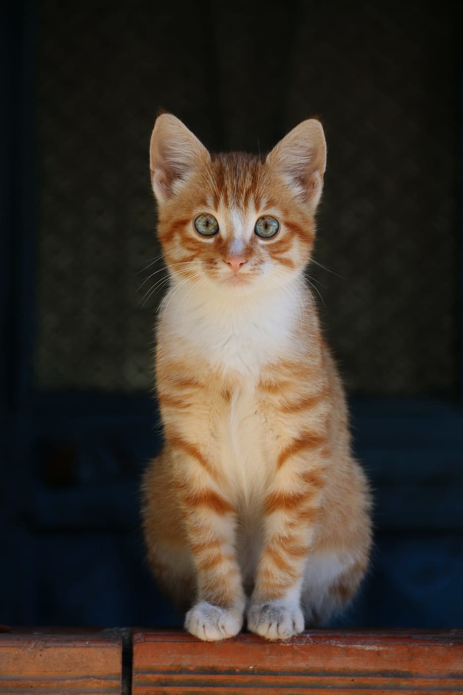 orange tabby cat on top of brown wooden surface, animal, animal portrait, HD wallpaper