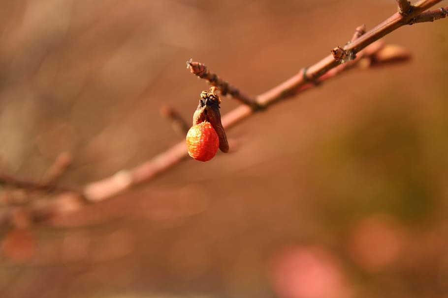 round orange fruit on twig, spring, inbloom, holdingon, plant HD wallpaper