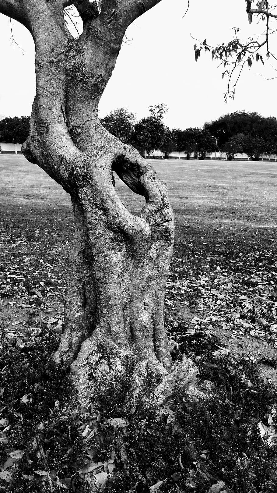 nature, flying, trunk, old tree, dry tree, plant, field, day HD wallpaper