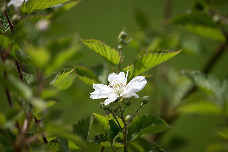 blackberry, bramble, blossom, bloom, white, spring, plant, garden HD wallpaper