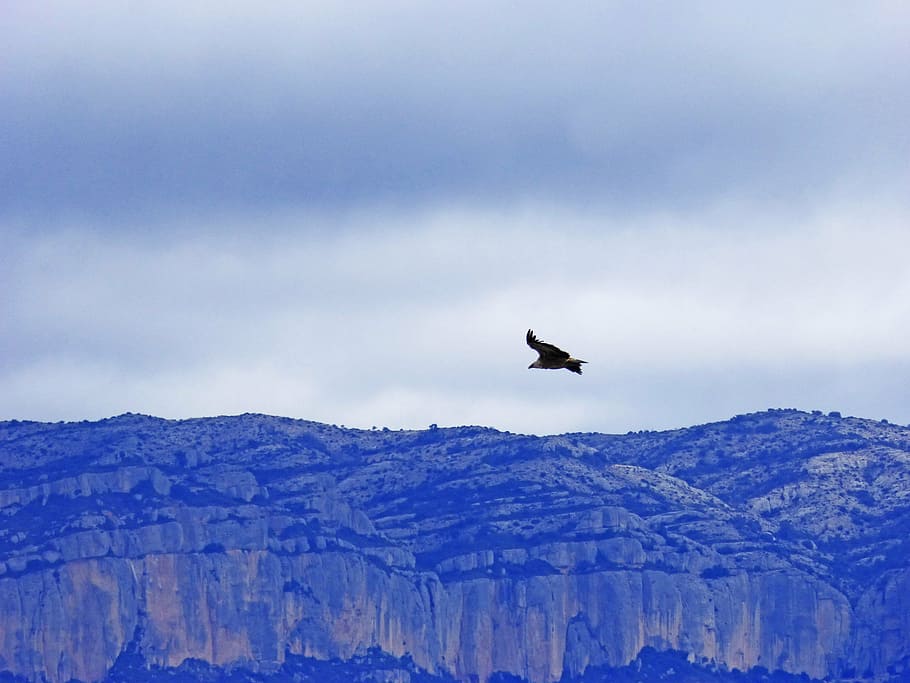 vulture, mountains, clouds, sunset, animal themes, animal wildlife HD wallpaper
