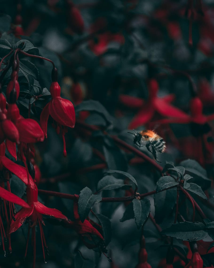 closeup photo of black and red bee taking flight into red petaled flower, selective focus of bee near red petaled flower HD wallpaper