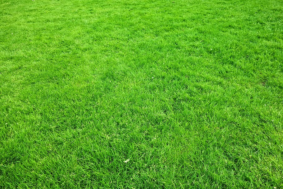 HD wallpaper: person taking photo of green grass field at daytime, lawn,  garden | Wallpaper Flare