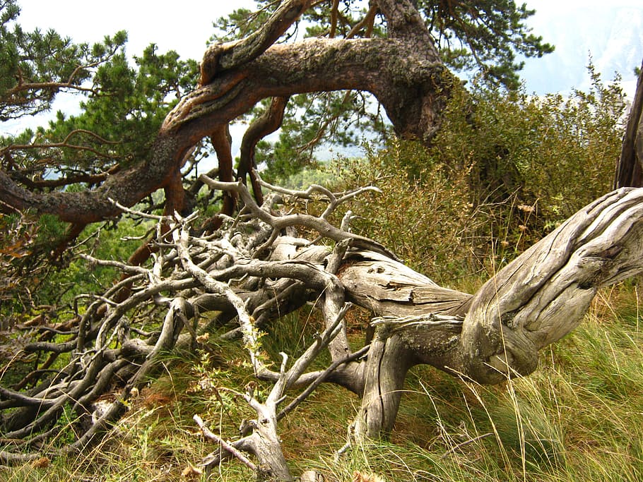 Tree, Roots, Pine, no people, outdoors, day, one animal, animal themes HD wallpaper