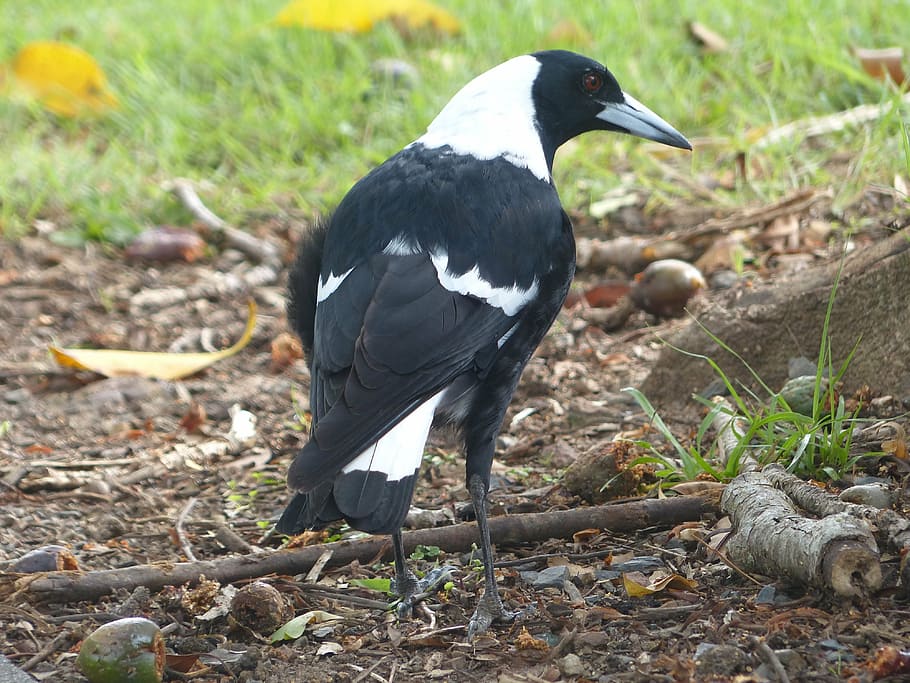 black and white short-beak bird on ground, magpie, singing bird HD wallpaper