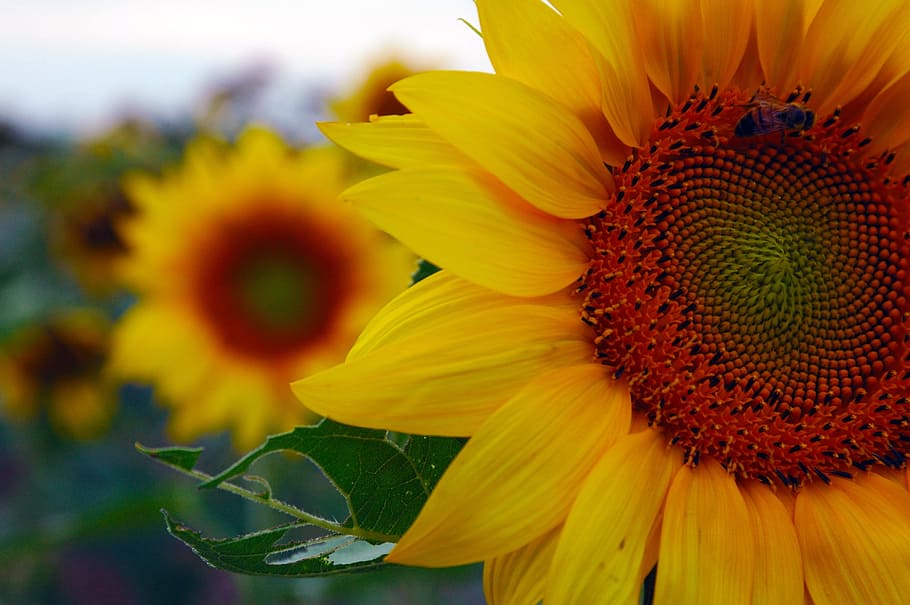 shallow focus photography of yellow sunflower, nature, beauty, HD wallpaper