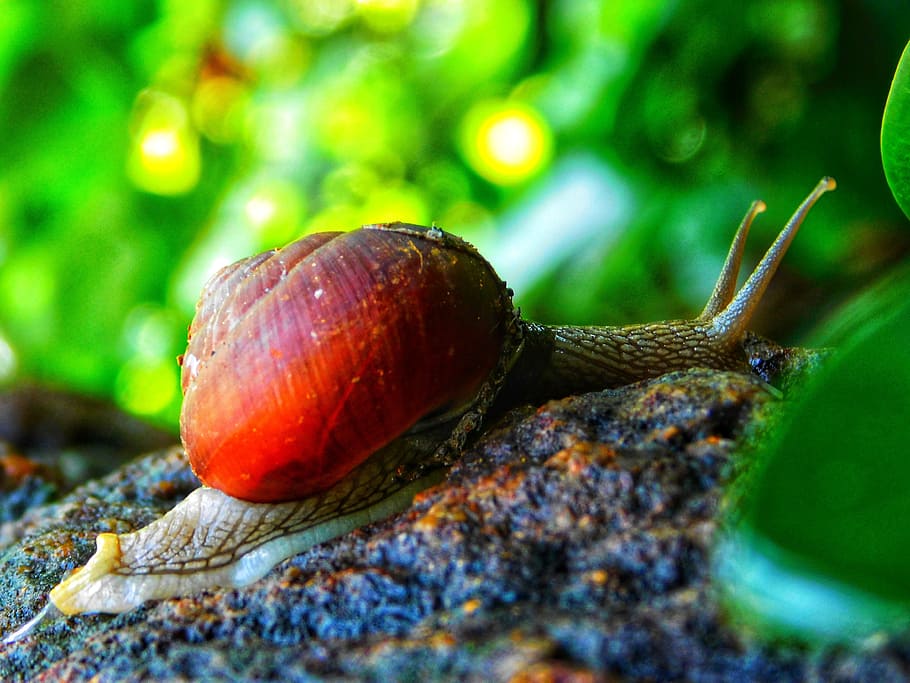 snail, stone, plants, animal wildlife, close-up, animal themes HD wallpaper