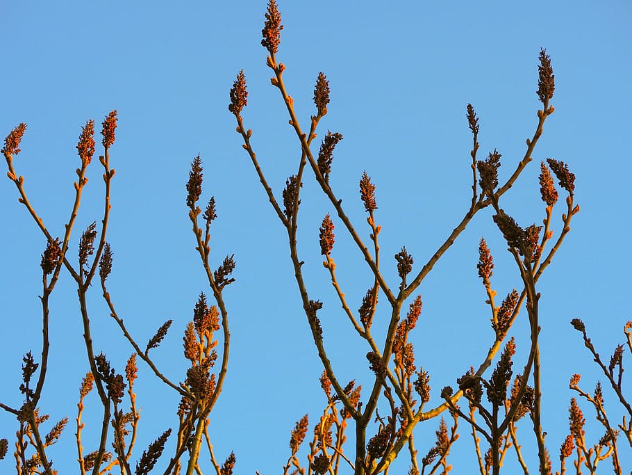 plant, tree, flower, nature, spring, flowers, leaf, sprig, branches HD wallpaper